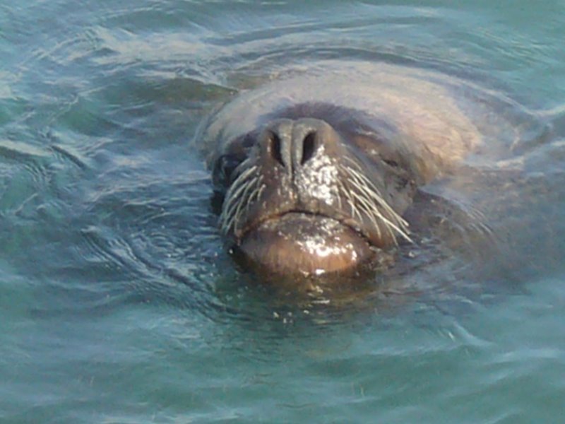 Sea lions being fed for the tourists